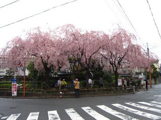 sahosakura.jpg